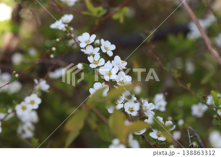 春の庭に咲く白い小さなユキヤナギの花 春の庭に咲く白い小さなユキヤナギの花 138863312