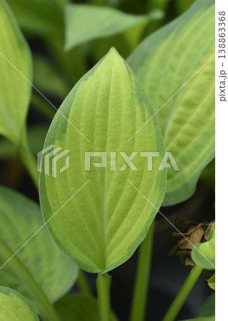 Plantain Pauls Glory 138863368