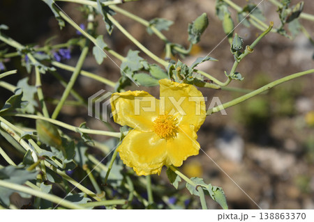 Yellow horned poppy Yellow horned poppy 138863370