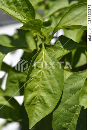 Pepper leaves Pepper leaves 138863371