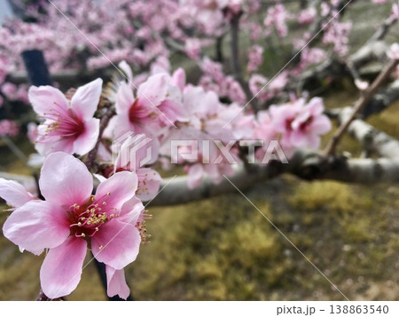 日本の農園で満開に咲く桃の花 春の風景 日本の農園で満開に咲く桃の花 春の風景 138863540