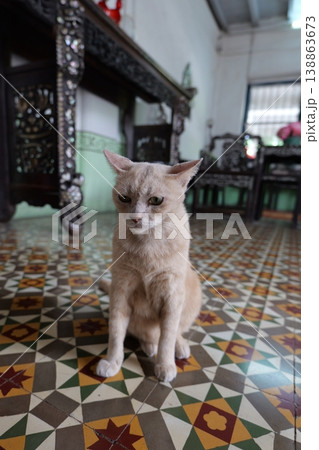 Thai House Cats Lying on Antique Patterned Colonial Tiles 138863673