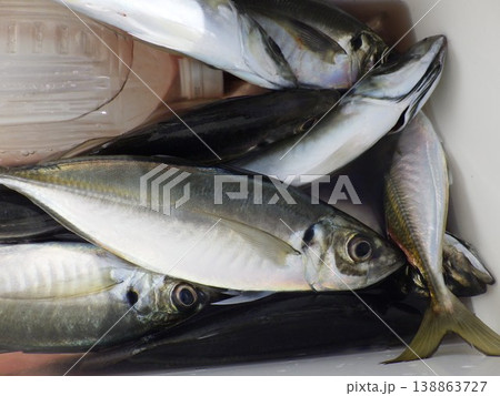 釣り上げたアジ 138863727