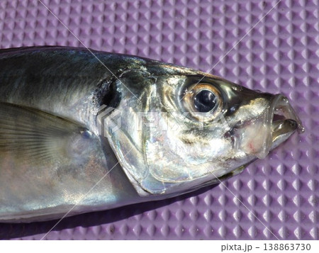 釣り上げたアジ 138863730