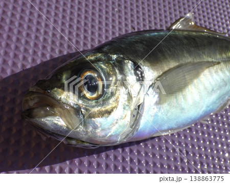 魚、水、魚類、淡水魚、自然、水中、泳ぐ、池、川、水面、生物、水槽、魚介類、東京湾鯵、東京湾アジ、走水 138863775