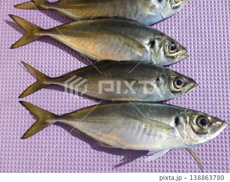 魚、水、魚類、淡水魚、自然、水中、泳ぐ、池、川、水面、生物、水槽、魚介類、東京湾鯵、東京湾アジ、走水 138863780