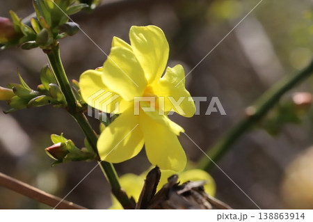 春の公園に咲く黄色いウンナンオウバイ(オウバイモドキ)の花 春の公園に咲く黄色いウンナンオウバイ(オウバイモドキ)の花 138863914