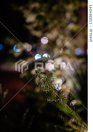 夜の光がにじむボケ背景と植物 夜の光がにじむボケ背景と植物 138864045