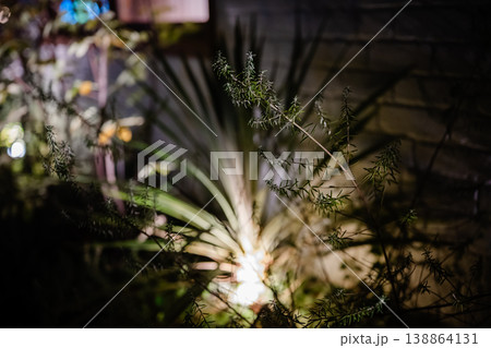 夜の光がにじむボケ背景と植物 夜の光がにじむボケ背景と植物 138864131