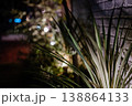 夜の光がにじむボケ背景と植物 138864133
