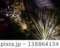 夜の光がにじむボケ背景と植物 138864134