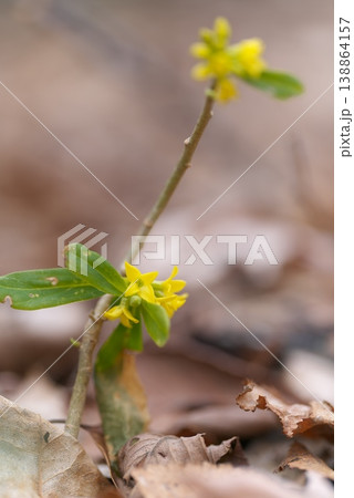 ナニワズの花 ナニワズの花 138864157