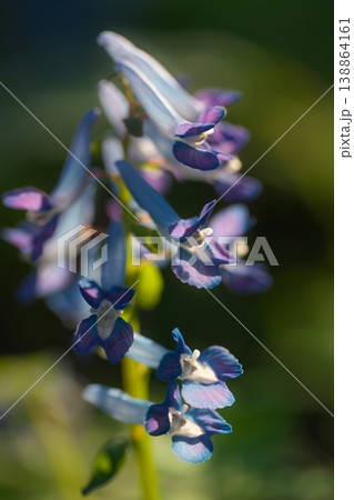 エゾエンゴサクの花 エゾエンゴサクの花 138864161