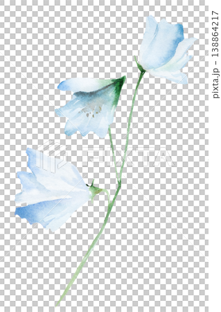 Watercolor hand drawn light blue bellflowers isolated illustration, floral wedding stationery Watercolor hand drawn light blue bellflowers isolated illustration, floral wedding stationery 138864217