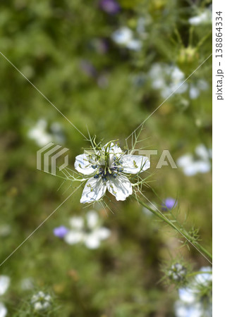 Love-in-a-mist Shorty Blue Love-in-a-mist Shorty Blue 138864334
