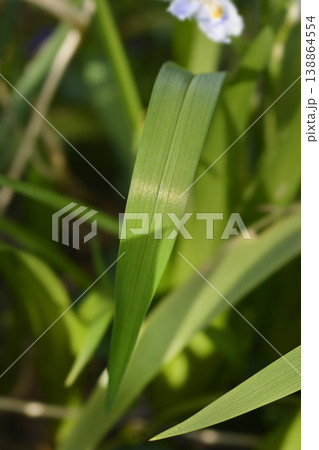 Fringed iris Fringed iris 138864554