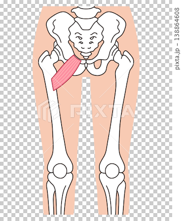 Pubic muscle, adductor muscles, thigh muscles 138864608