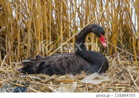葦原で休むコクチョウ 赤いくちばしが特徴の野生の水鳥 138864705
