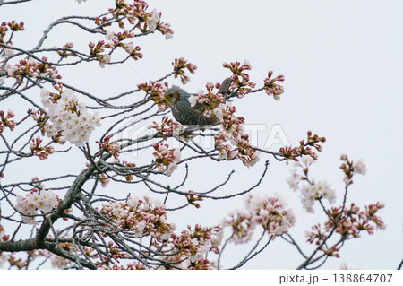 桜の枝にとまるヒヨドリ 春の日本の野鳥風景 138864707