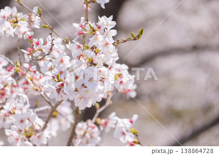 青空に映える満開の桜：日本の春を彩る美しいソメイヨシノのアップ 138864728