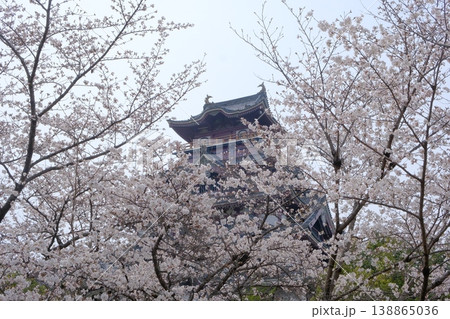 春の伏見桃山城 春の伏見桃山城 138865036