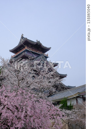 春の伏見桃山城 春の伏見桃山城 138865040