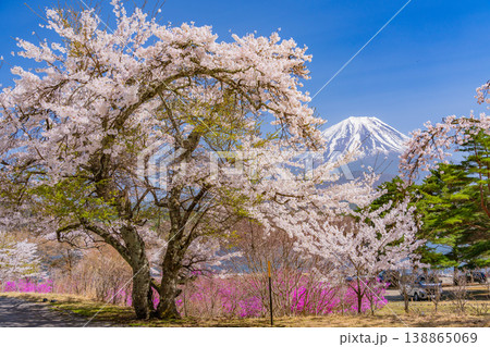 （山梨県）満開になった精進湖畔の桜、富士山 138865069