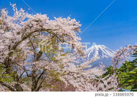 （山梨県）満開になった精進湖畔の桜、富士山 138865070