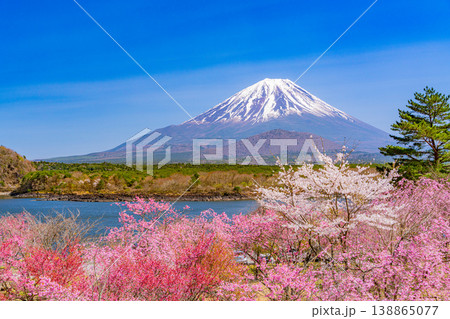 （山梨県）満開になった精進湖畔の桜、富士山 138865077