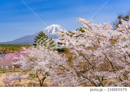 （山梨県）満開になった精進湖畔の桜、富士山 138865079