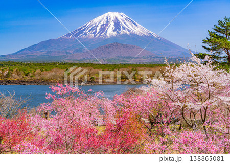 （山梨県）満開になった精進湖畔の桜、富士山 138865081