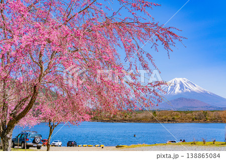 （山梨県）満開になった精進湖畔の桜、富士山 138865084