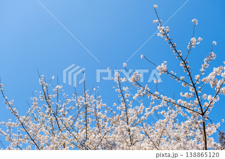 澄み渡る青空と満開の桜：日本の春を象徴する清々しいソメイヨシノ 138865120