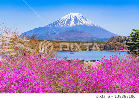 (山梨県)満開になった精進湖畔のムラサキツツジ、富士山 (山梨県)満開になった精進湖畔のムラサキツツジ、富士山 138865186