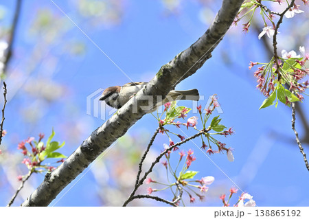 スズメ　満開の桜並木　春の素材 138865192