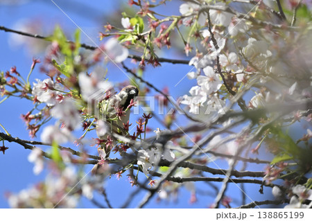 スズメ　満開の桜並木　春の素材 138865199