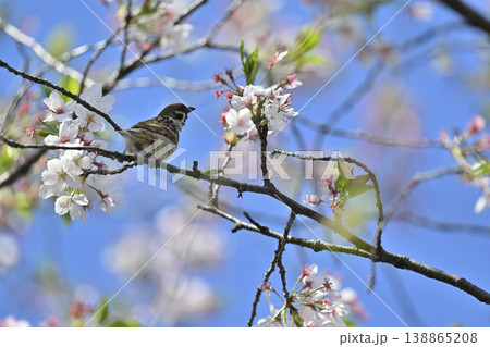 スズメ　満開の桜並木　春の素材 138865208