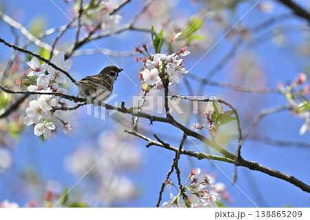 スズメ　満開の桜並木　春の素材 138865209
