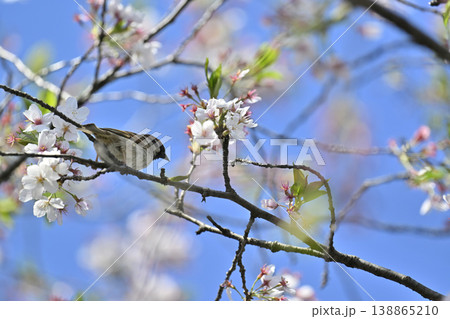 スズメ　満開の桜並木　春の素材 138865210
