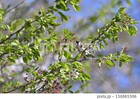 桜の木に止まるスズメ　桜の花から新緑へ 138865306