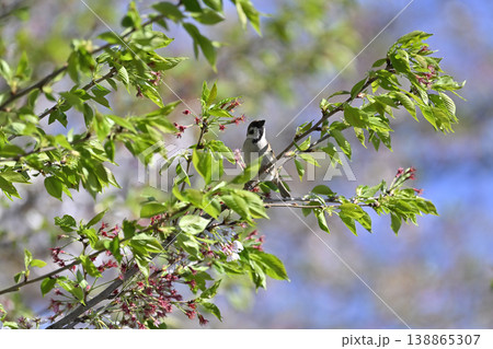 桜の木に止まるスズメ　桜の花から新緑へ 138865307
