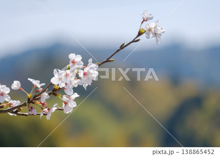 春の山々を背に咲く桜の一枝と広がるコピースペース 春の山々を背に咲く桜の一枝と広がるコピースペース 138865452