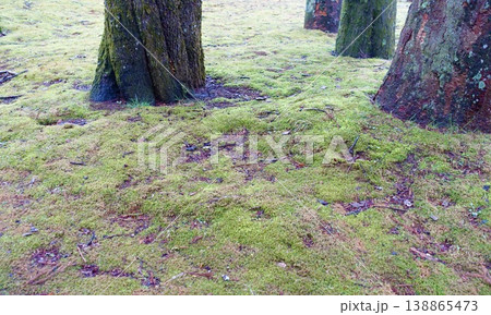 木の幹と苔の生えた地面 木の幹と苔の生えた地面 138865473