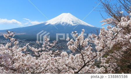 桜咲く新倉山浅間神社から望む春の冠雪した富士山 138865586