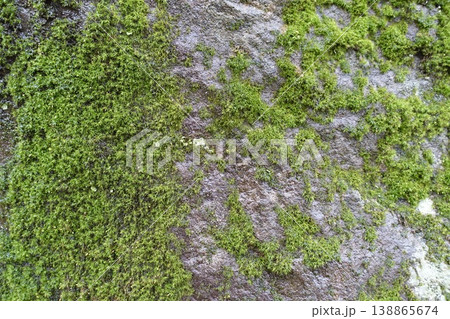 苔の生えた岩 138865674