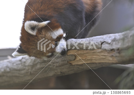 可愛いレッサーパンダ（シセンレッサーパンダ） 138865693
