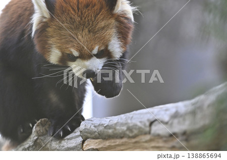 可愛いレッサーパンダ(シセンレッサーパンダ) 可愛いレッサーパンダ(シセンレッサーパンダ) 138865694