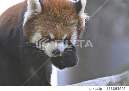可愛いレッサーパンダ（シセンレッサーパンダ） 138865695