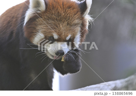 可愛いレッサーパンダ（シセンレッサーパンダ） 138865696