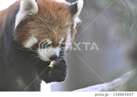 可愛いレッサーパンダ（シセンレッサーパンダ） 138865697